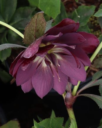 Hellebore Rome in Red 1 gal