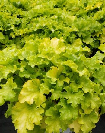 Heuchera Apple Twist 1 gal