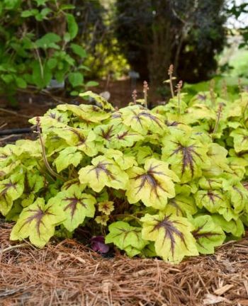 Heucherella Catching Fire 1 gal