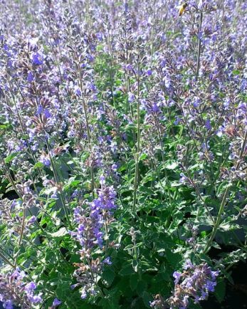 Nepeta Cat's Meow Qt