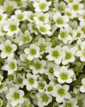 Saxifraga Early Lime 4"