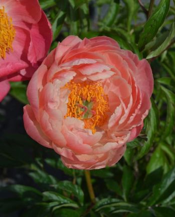 Peony Coral Charm 2 gal