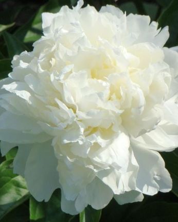 Peony Kelways Glorious 1 gal