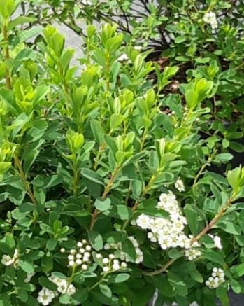 Spiraea Snowmound 2 gal