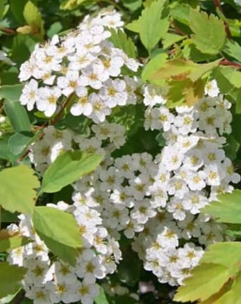 Spiraea Renaissance 2 gal