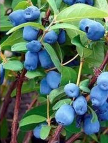 Honeyberry Borealis 2 gal