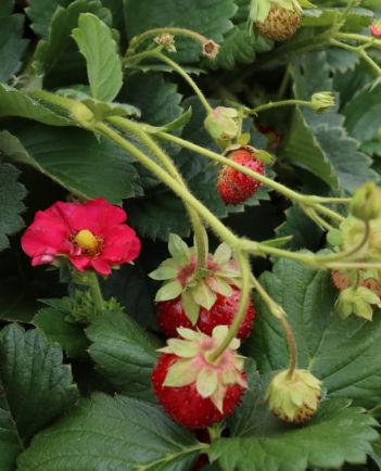 Strawberry Berri Basket  4"