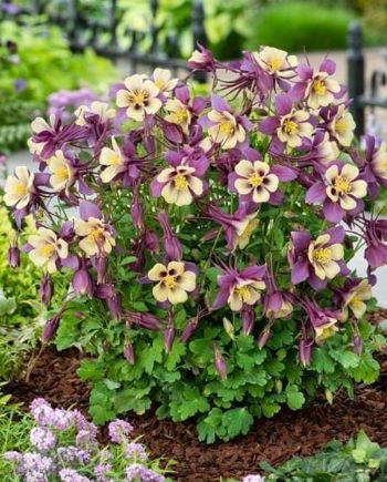 Columbine Purple Yellow 4"