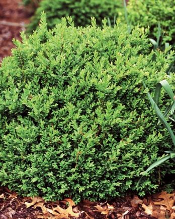 Boxwood Katerberg 1 gal