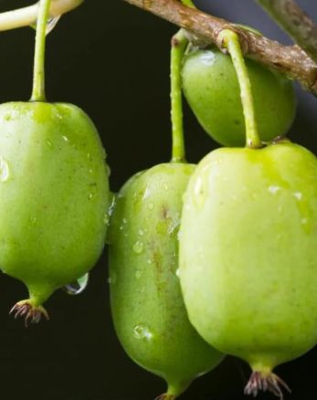 Kiwi Arguta Issai 2 gal