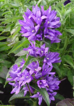 Campanula Joan Elliott 1 gal