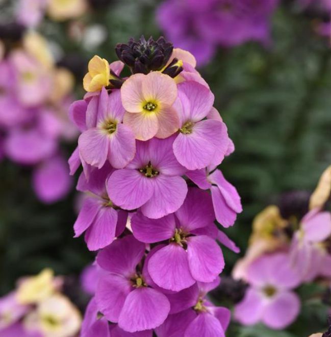 Erysimum Brightside purple glow 1 gal