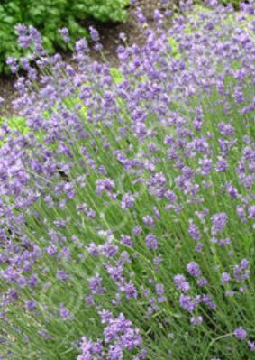 Lavender Premier 1 gal