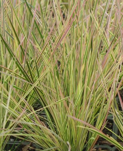 Deschampsia North Lights 4"