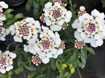 Iberis masterpiece Qt