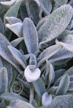 Stachys silver carpet 4"