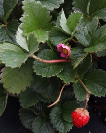 Strawberry Hot Pink 4"