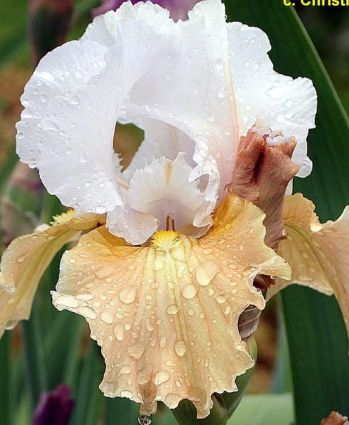 Iris Champagne Elegance 1 gal