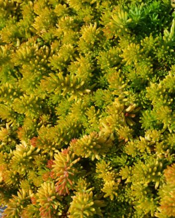 Sedum Yellow Cushion 4"