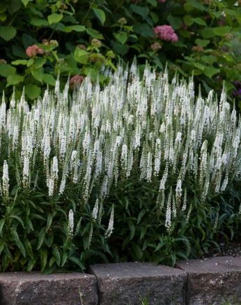 Veronica White Wands 1 gal