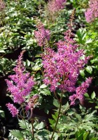 Astilbe Amethyst