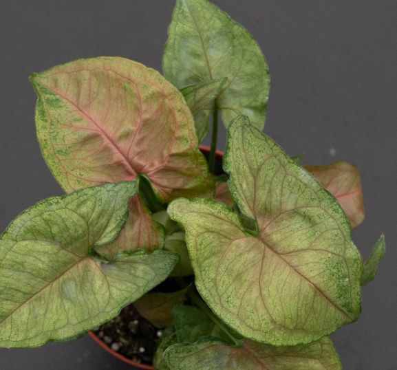 Syngonium Candyberry 4"