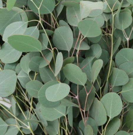 Eucalyptus Silver Dollar 4"