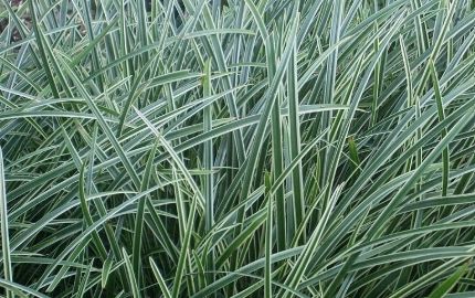 Carex Ice Dance 1 gal