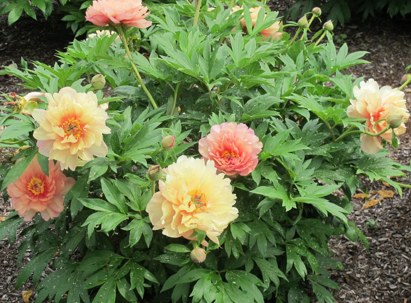 Itoh Peony Summer sunset 5 gal