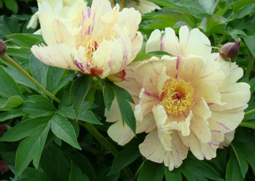 Itoh Peony blueberry lemonade 5 gal