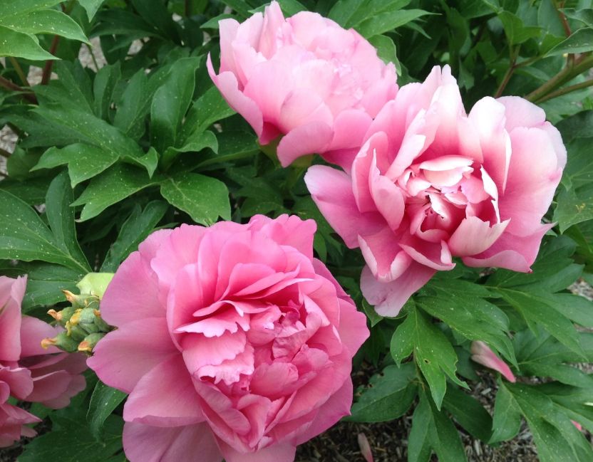 Itoh Peony Strawberry swirl 5 gal