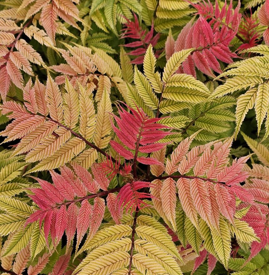 Sorbaria Crimson feather 2 gal