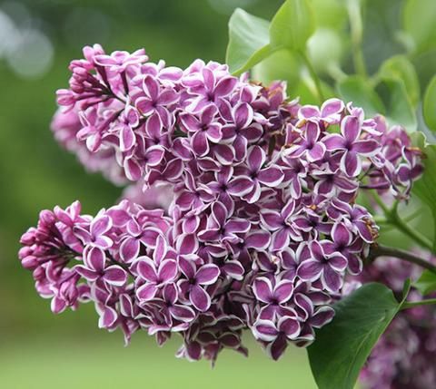 Lilac sensation 2 gal