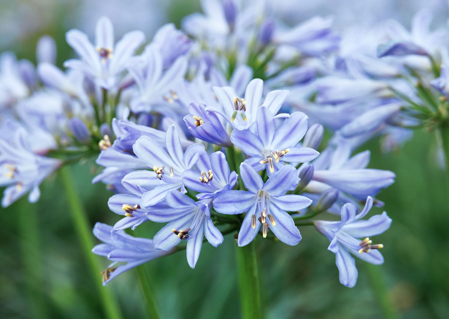 Agapanthus Baby Pete 1 gal