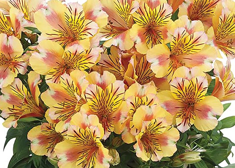 Alstroemeria Sara 2 gal