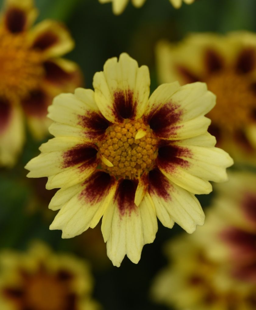 Coreopsis yellow bicolor 1 gal