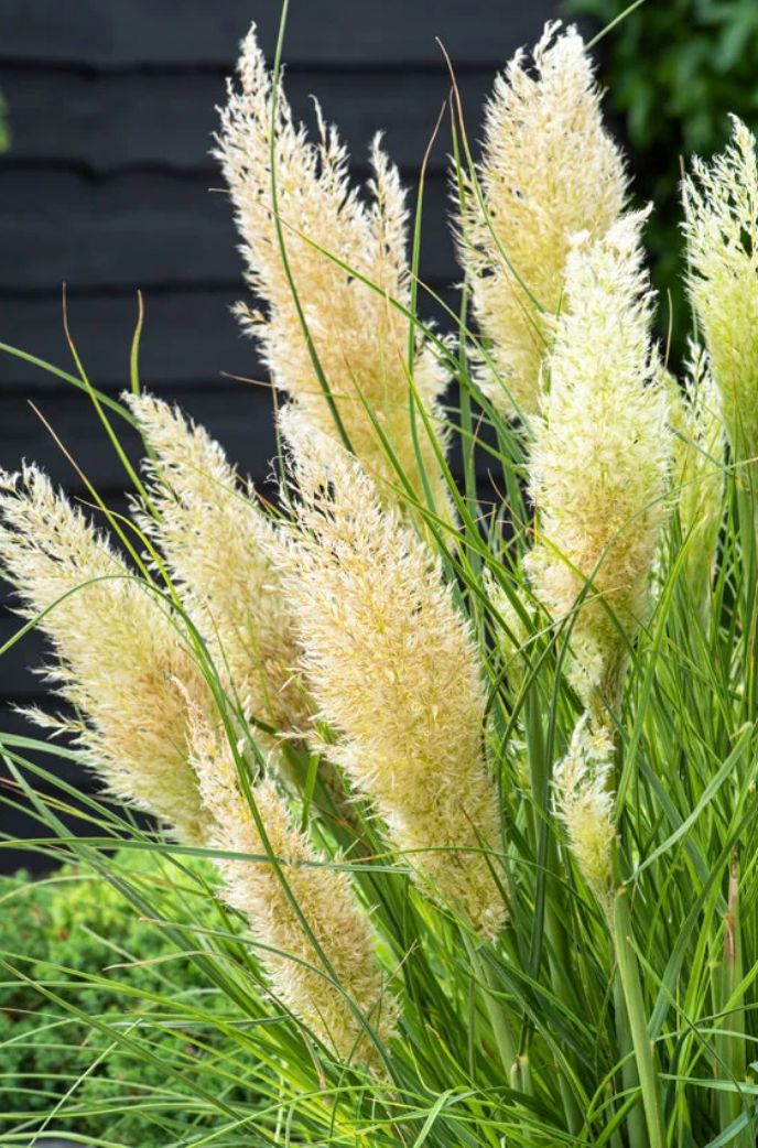 Pampas grass Tiny Pampa 1 gal