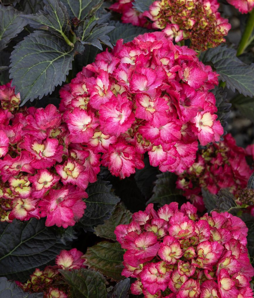 Hydrangea Hanalei bay 2 gal