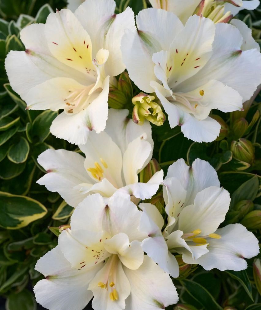 Alstroemaria Claressa 2 gal