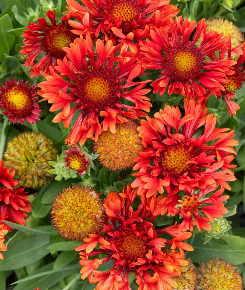 Gaillardia Marichi Red 1 gal