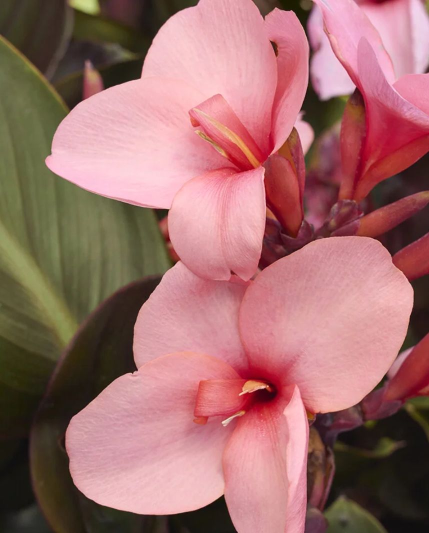 Canna Bronze peach 2 gal