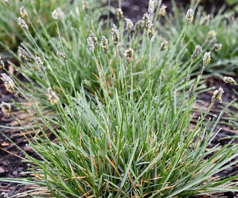Sesleria Star crossed 1 gal