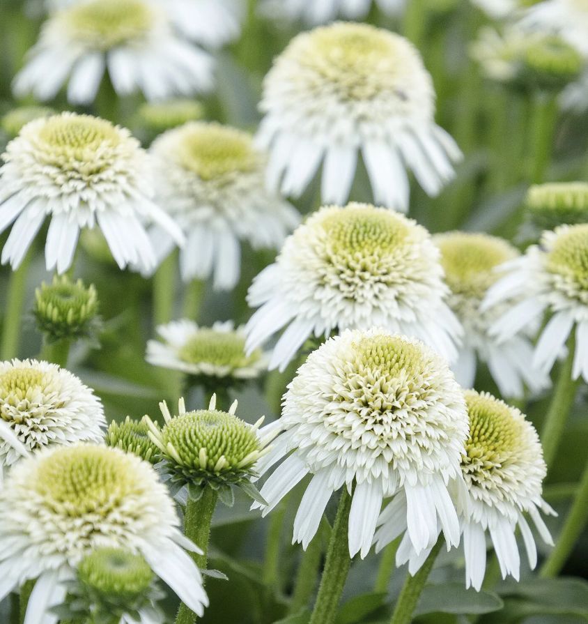 Echinacea Delicious nougat 1gal