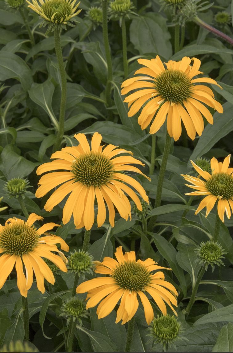 Echinacea Yellow falls 1 gal