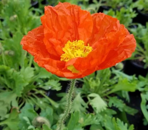 Papaver Champange Orange 4"