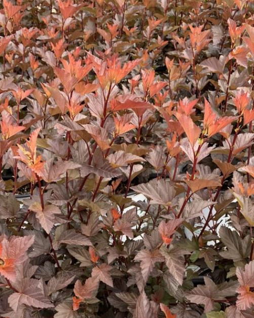 Physocarpus Ginger Wine 1 gal