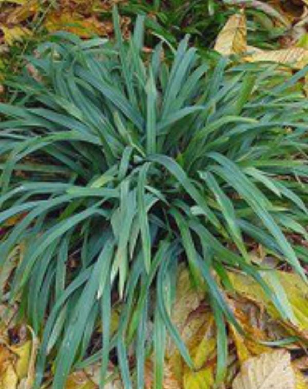 Carex Bunny blue Qt