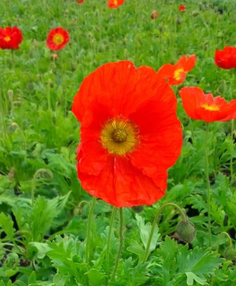 Papaver Champagne scarlet 4"