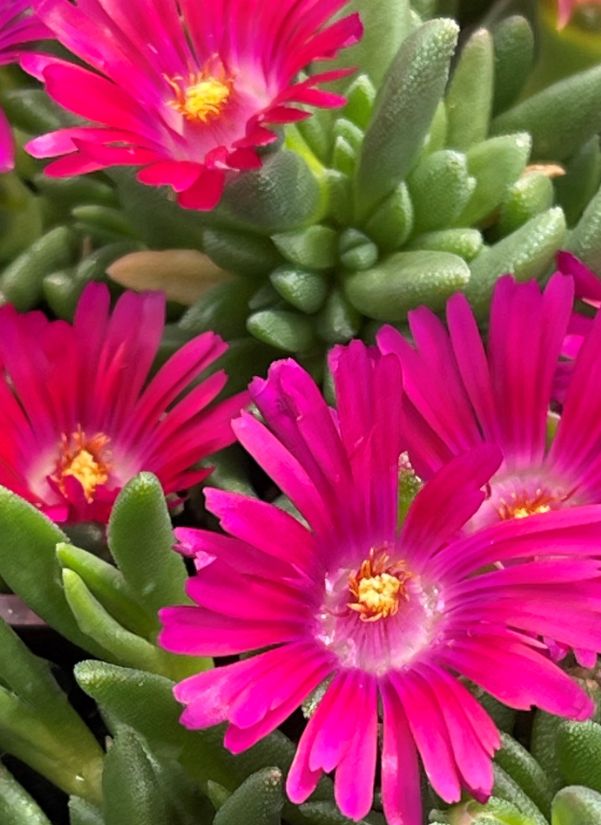 Delosperma raspberry 4"