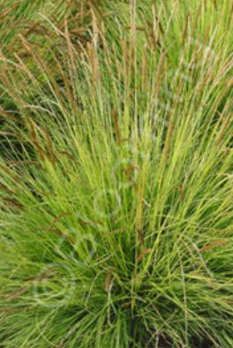 Sesleria autumnalis 1 gal